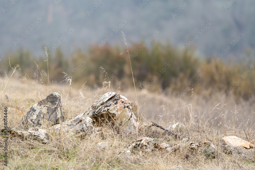 Rocks and dry grass.