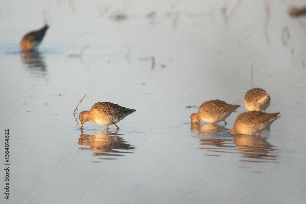 Sandpipers feeding in shallow water.