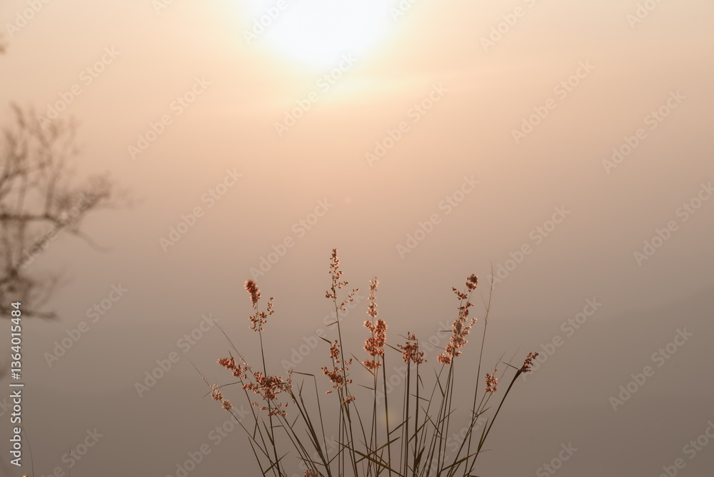 Fototapeta premium Background image of branches made from the sound of the sun