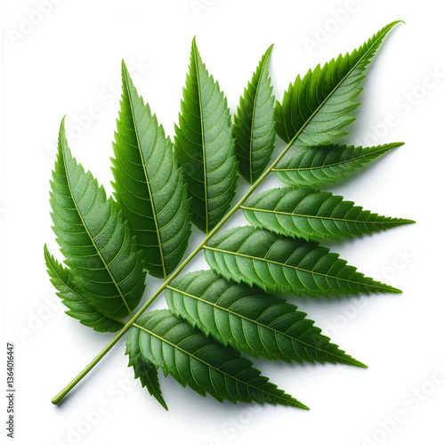 Neem leave isolated on white background.