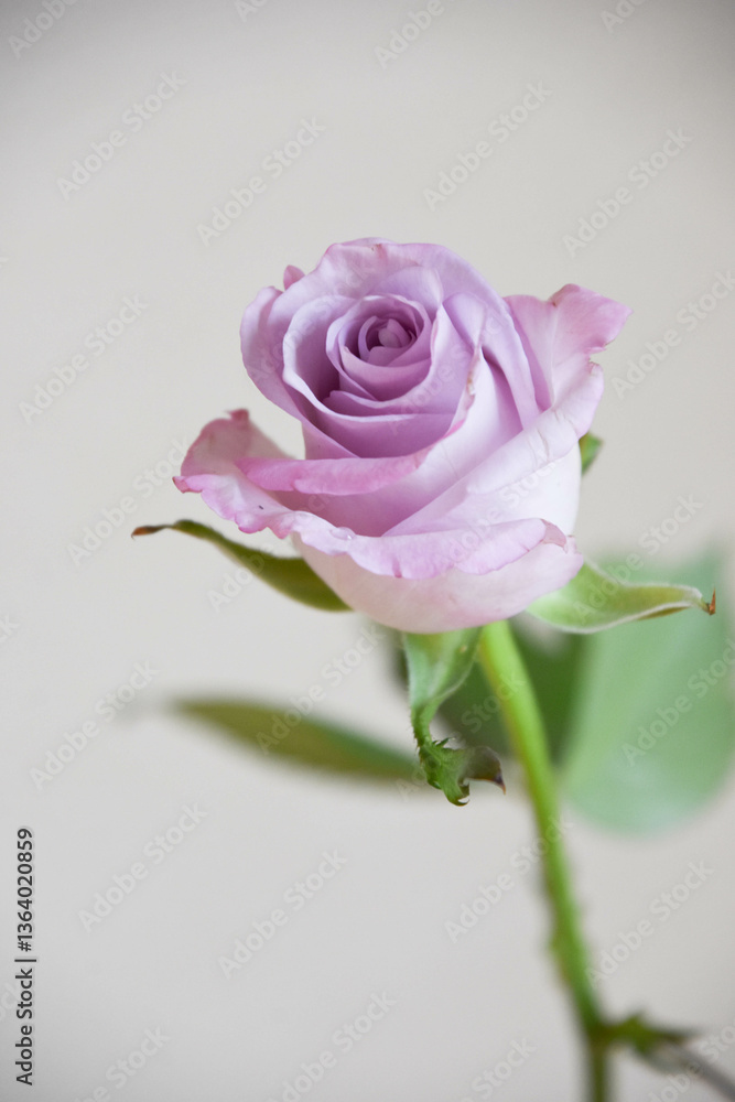 Obraz premium 紫のばら