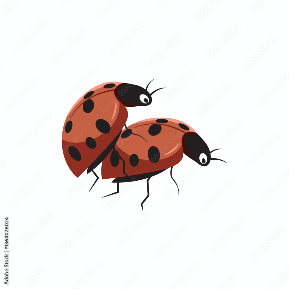ladybug on white background ladybug on white background