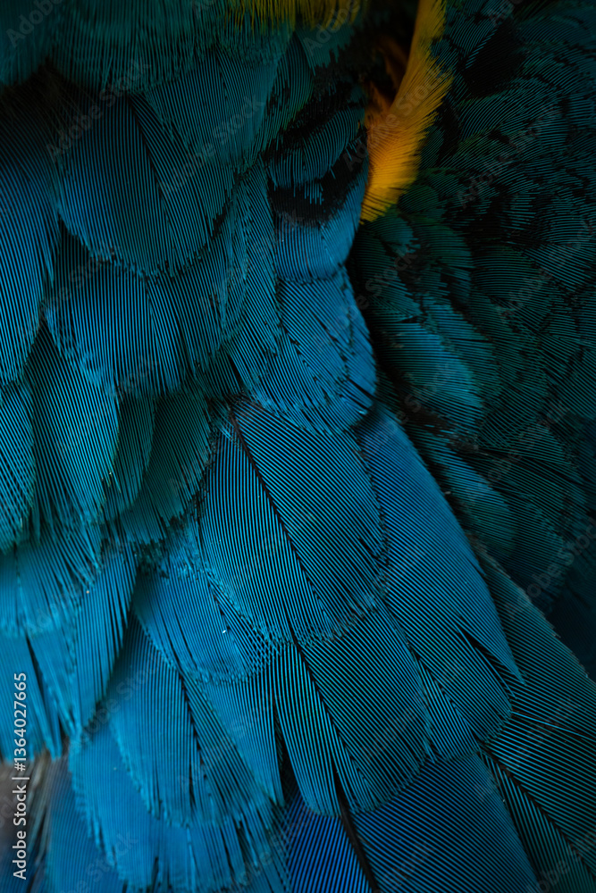 Fototapeta premium Close-up Peacocks, colorful details and beautiful peacock feathers.