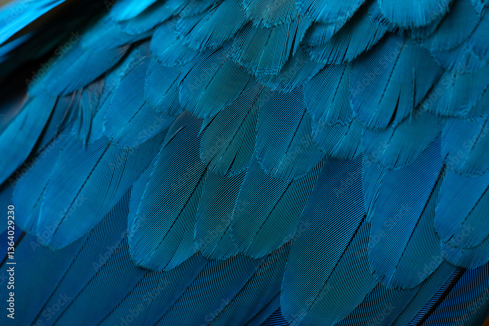 Obraz premium Close-up Peacocks, colorful details and beautiful peacock feathers.