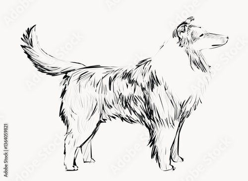 Shetland Sheepdog animal illustration vector