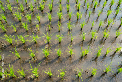 Top view of green rice plants growing in a rice field.
