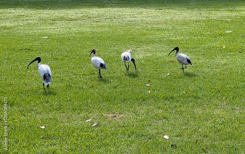 Ibis birds in the park
