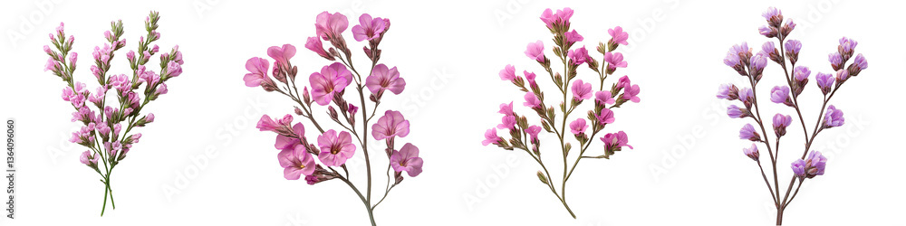 Obraz premium Set of Four Statice Flower Sprigs with Pink Blossoms on Transparent