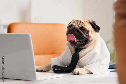 Funny pug dog with necktie ...