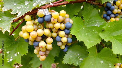 winter hardy grapes, seedless grapes, cold-tolerant grapes, hardy grapevine, winter grape plant, seedless vines, cold-resistant grapes, grape cultivation, winter-resistant plants, grape growing, hardy