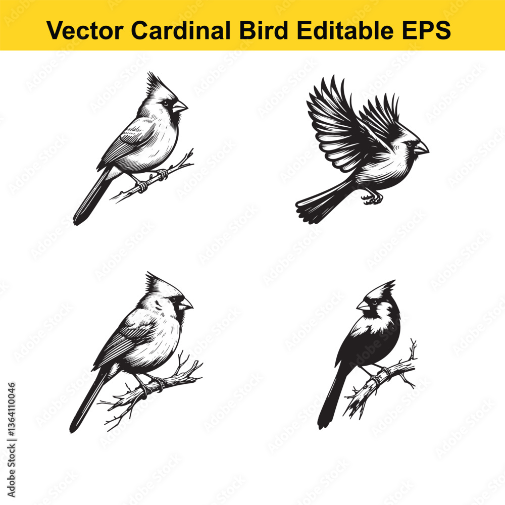 Vector cardinal bird sitting, flying, standing