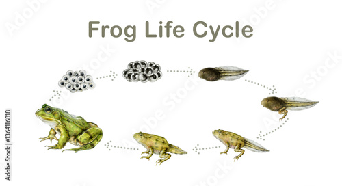 Frog life cycle painted illustration study table. Hand drawn frog, spawn, tadpole on white background. Amphibian study development natural science study table