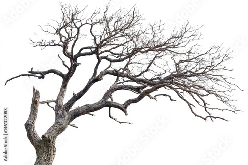 Wallpaper Mural Bare, gnarled tree branches against white background Torontodigital.ca