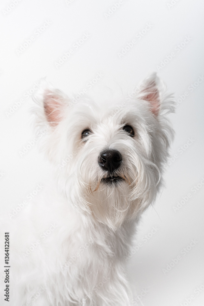 강아지,반려견,화이트 테리어,dog,puppy 강아지,반려견,화이트 테리어,dog,puppy