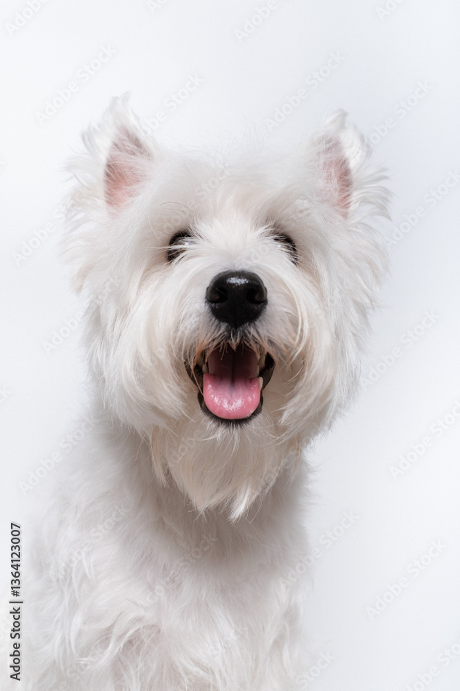 강아지,반려견,화이트 테리어,dog,puppy 강아지,반려견,화이트 테리어,dog,puppy