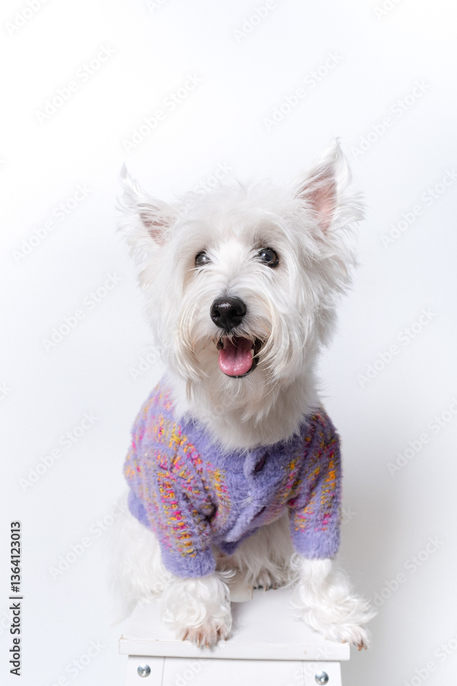 강아지,반려견,화이트 테리어,dog,puppy 강아지,반려견,화이트 테리어,dog,puppy