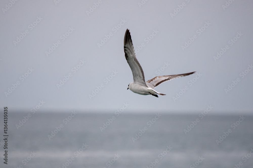 A seagull is flying over the ocean A seagull is flying over the ocean