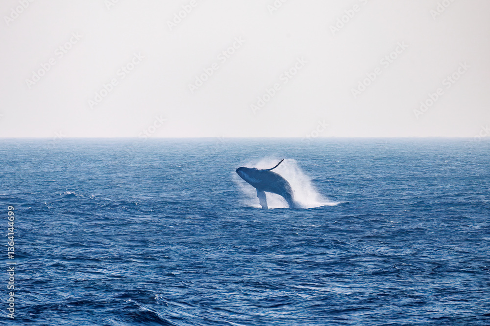 Fototapeta premium ブリーチング(ジャンプ)をしている。 陸から見えたザトウクジラ(ナガスクジラ科)の群れが泳ぐ様子。 英名学名:Humpback Whale, Megaptera novaeangliae 真新しい溶岩でできた荒々しい海岸線の底土港外。 東京都伊豆諸島八丈島-2025年