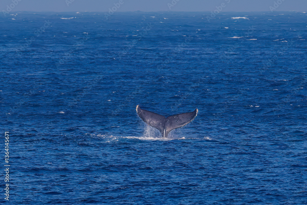 Fototapeta premium テイルスラップ(尻尾で海面を叩く)をしている。 陸から見えたザトウクジラ(ナガスクジラ科)の群れが泳ぐ様子。 英名学名:Humpback Whale, Megaptera novaeangliae 真新しい溶岩でできた荒々しい海岸線の底土港外。 東京都伊豆諸島八丈島-2025年