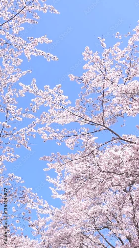 満開の桜の花びらと青空のティルトショット 縦動画 木漏れ日溢れる桜並木 満開の桜の花びらと青空のティルトショット 縦動画 木漏れ日溢れる桜並木