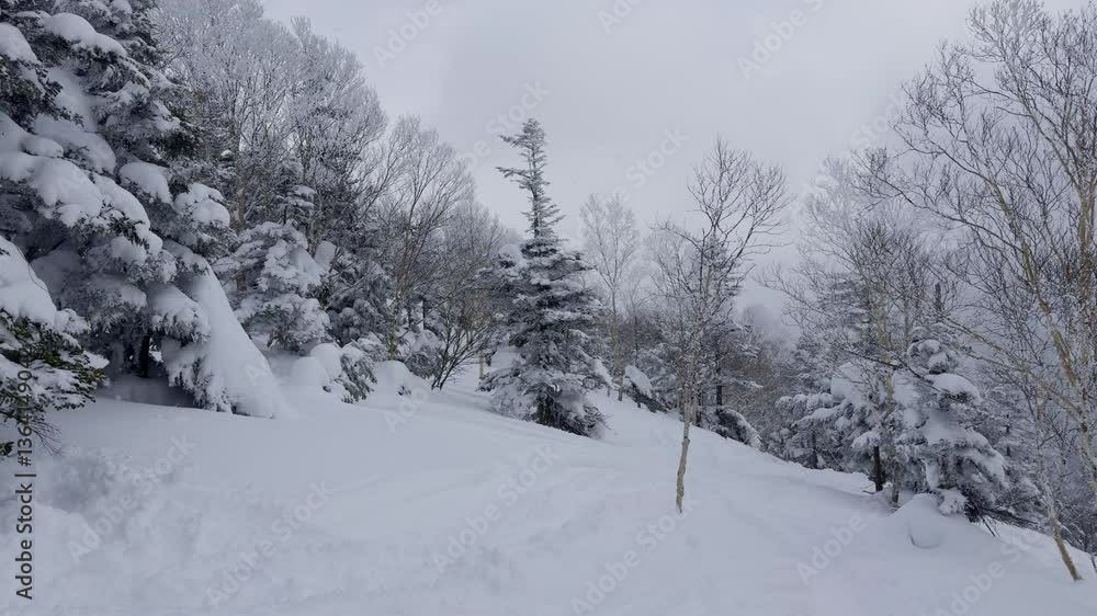 Tall Snowy Pines in Winter – Towering trees covered in snow create a peaceful winter atmosphere. Tall Snowy Pines in Winter – Towering trees covered in snow create a peaceful winter atmosphere.