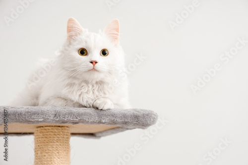 Cute white cat lying on scr...