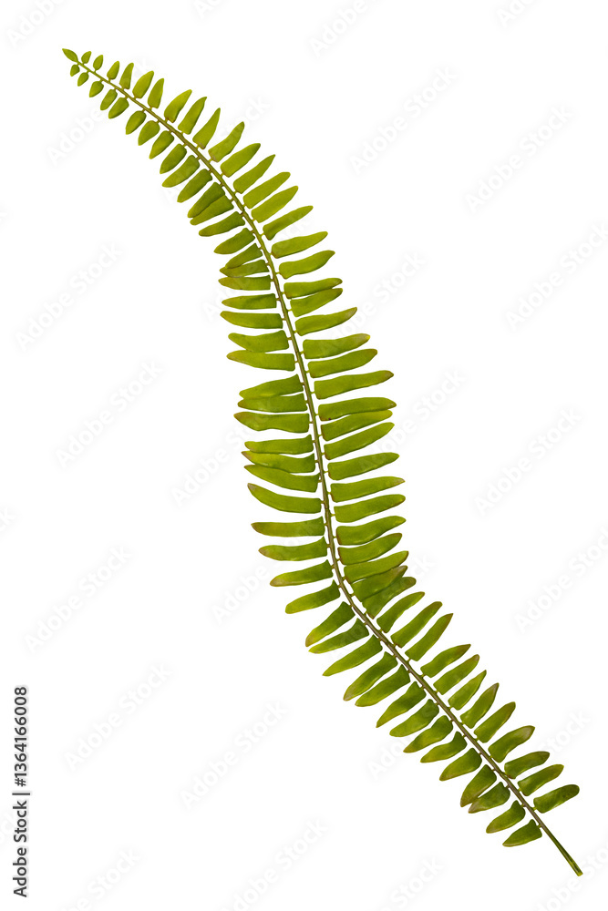 artificial fern leaf for home deco isolated transparent png artificial fern leaf for home deco isolated transparent png