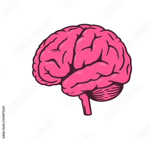 human brain anatomy