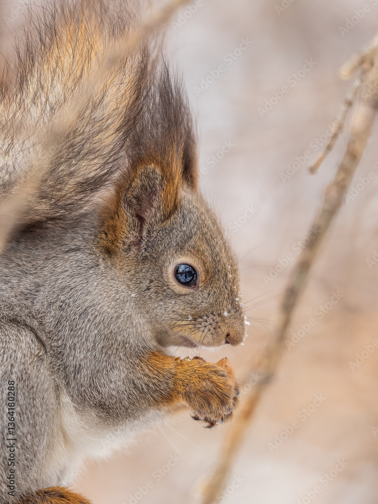 Obraz premium The squirrel with nut sits on tree in the winter or late autumn