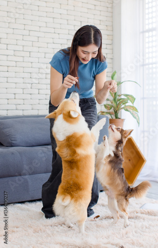 Asian young beautiful woman happy smile standing  teaching training giving treats snack to cute welsh corgi dog and chihuahua dog playing animals in living room concept lifestyle enjoy love pet friend