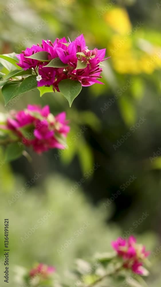 Vibrant Bougainvillea in Chonburi Garden Vibrant Bougainvillea in Chonburi Garden