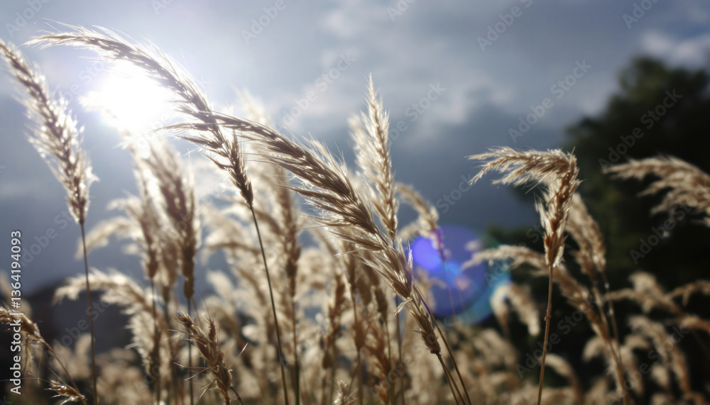 Fototapeta premium ears of wheat