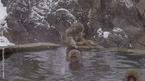 Wild Monkey Enjoying Thermal Water – A snow monkey rests in a geothermal onsen, surrounded by steam.

