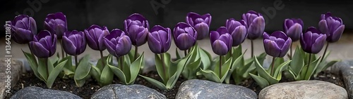 Beautiful purple tulips blooming in a decorative garden flower bed