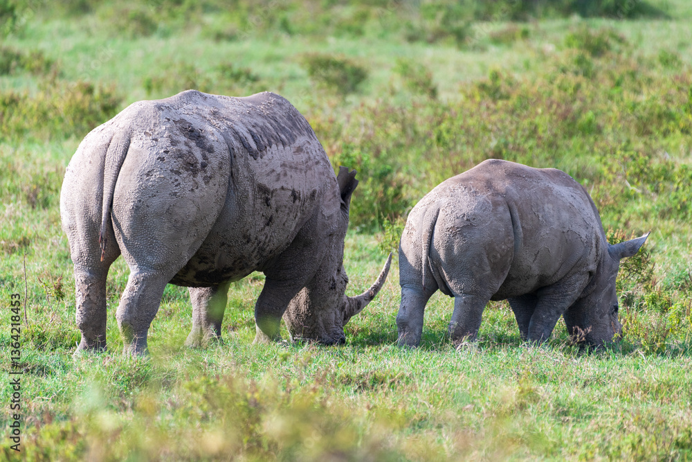 Close-up of an encounter with a White Rhinoceros -Ceratotherium simum- accompanied by its young, grazing in Lake Nakuru national park, Kenya. Close-up of an encounter with a White Rhinoceros -Ceratotherium simum- accompanied by its young, grazing in Lake Nakuru national park, Kenya.