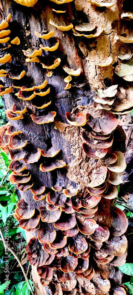 Wild mushroom