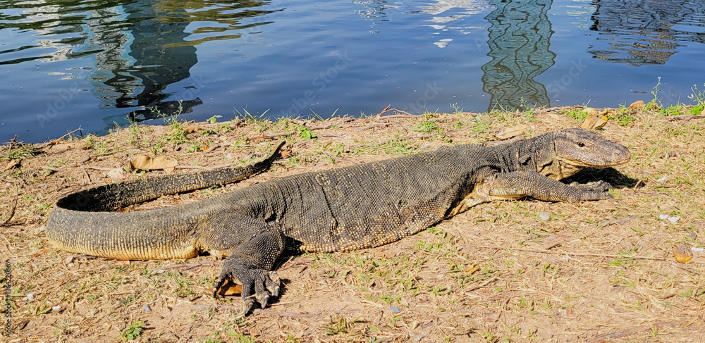 Happy monitor lizard