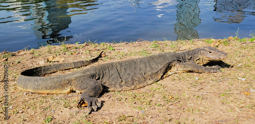 Obraz na płótnie Happy monitor lizard w salonie