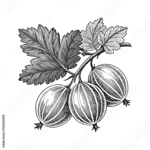 Gooseberry engraving vector illustration