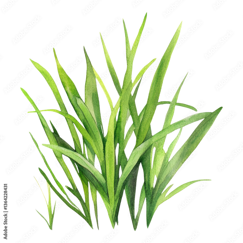 Obraz premium Fresh Green Grass Blades on a White