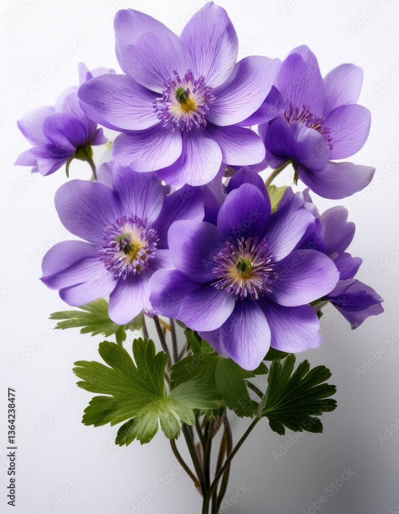 Obraz premium violet