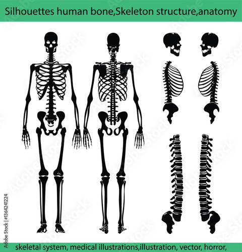 Black and white silhouettes human bone,Skeleton structure,anatomy,skeletal system, medical illustrations,vector, horror, anatomy, cut out, people, design, human body part, clip art, outline, bone