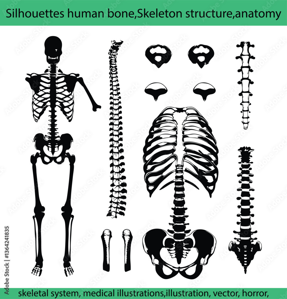 Naklejka premium Black and white silhouettes human bone,Skeleton structure,anatomy,skeletal system, medical illustrations,vector, horror, anatomy, cut out, people, design, human body part, clip art, outline, bone
