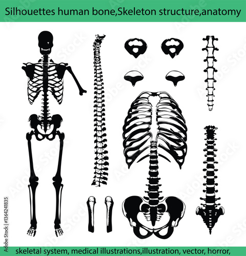 Black and white silhouettes human bone,Skeleton structure,anatomy,skeletal system, medical illustrations,vector, horror, anatomy, cut out, people, design, human body part, clip art, outline, bone