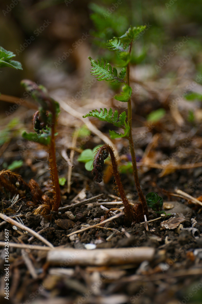 close up botanical background of fern sprouts close up botanical background of fern sprouts