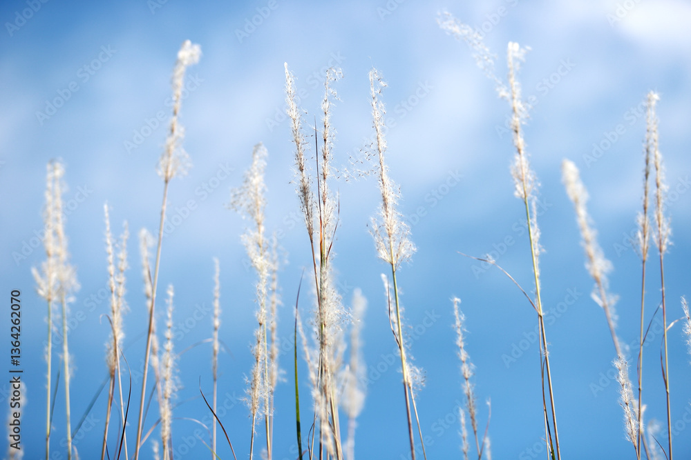 Fototapeta premium Soft Grasses Against a Blue Sky with Gentle Clouds and Bright Light