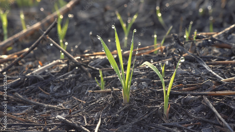 Emerging Green: Close-up shot of tender green shoots pushing through the earth, symbolizing growth and renewal. Capturing the resilience of life Emerging Green: Close-up shot of tender green shoots pushing through the earth, symbolizing growth and renewal. Capturing the resilience of life