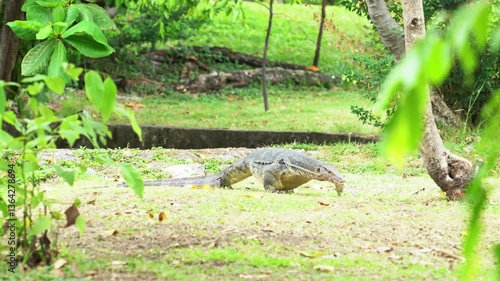 The varanus salvator looking for food on the grass in the park. It is a large lizard native