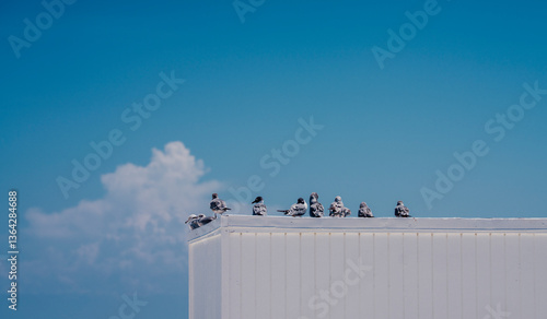 Photography birds on the roof seagull blue sky
