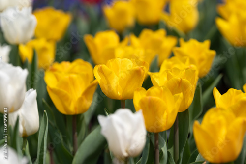 Sea of beautiful Tulipa gesneriana